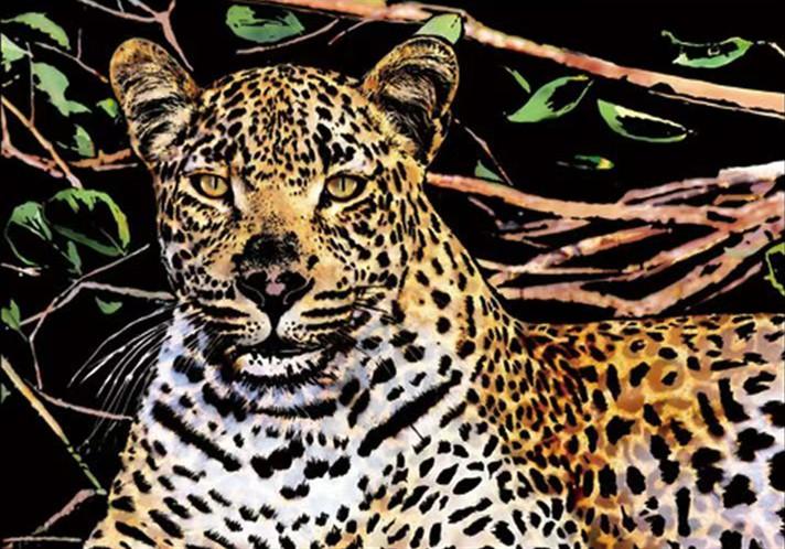 Leopard